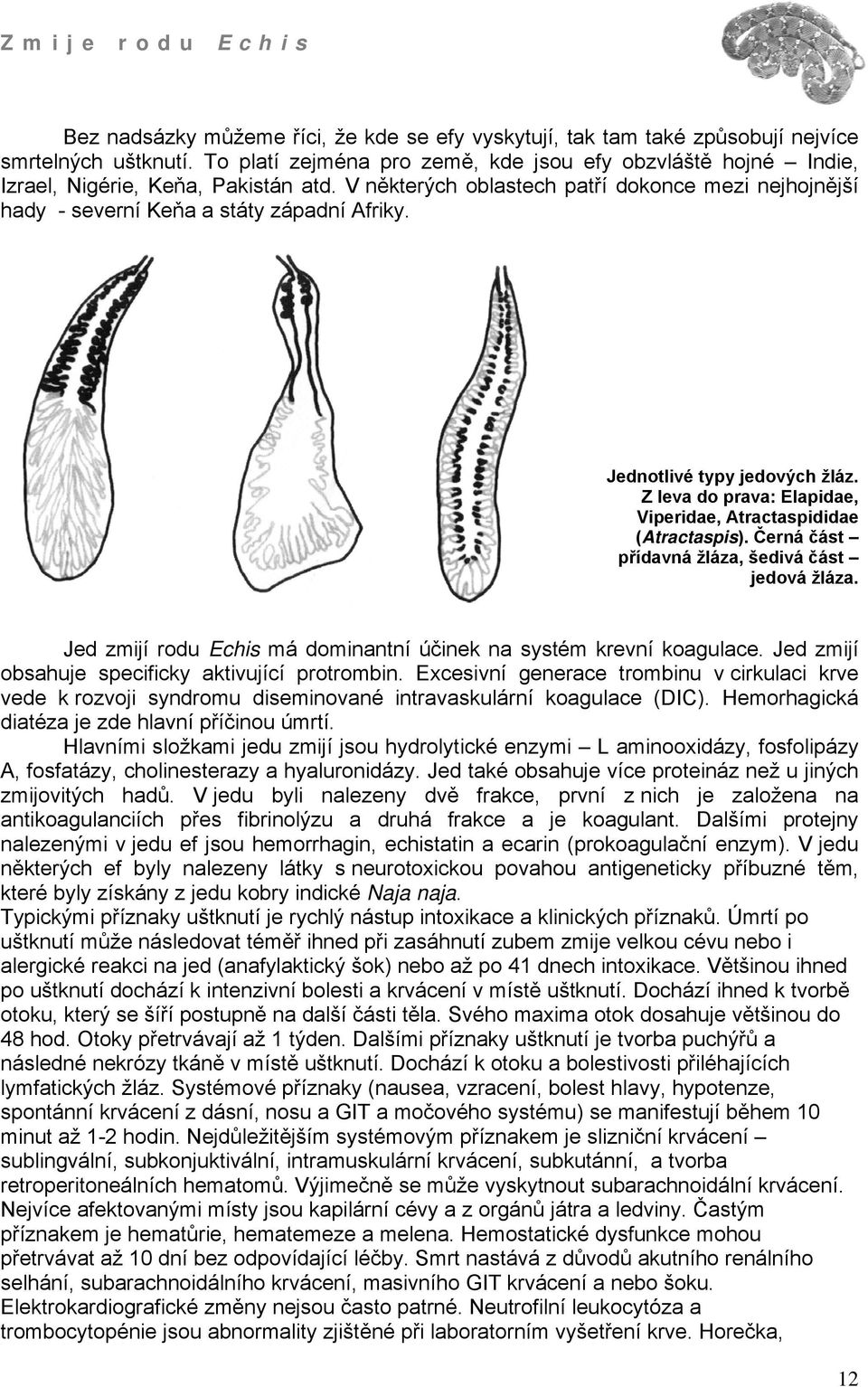 Jednotlivé typy jedových žláz. Z leva do prava: Elapidae, Viperidae, Atractaspididae (Atractaspis). Černá část přídavná žláza, šedivá část jedová žláza.