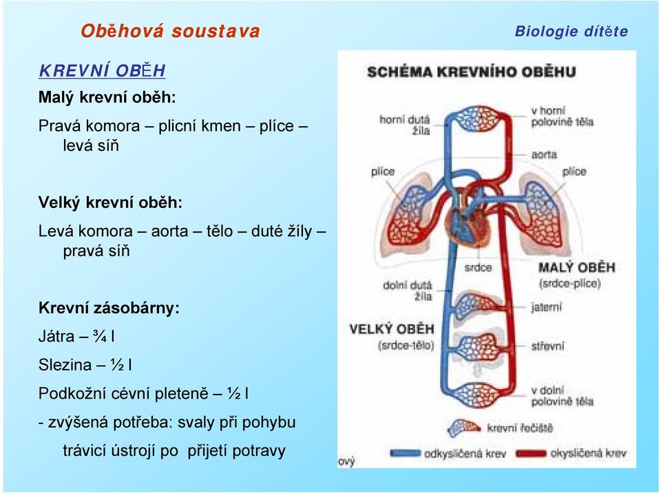 Krevní zásobárny: Játra ¾ l Slezina ½ l Podkožní cévní pleteně ½ l