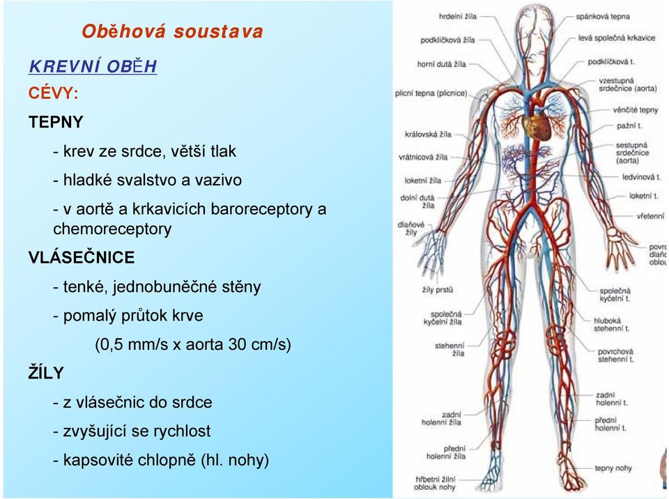 ŽÍLY - tenké, jednobuněčné stěny - pomalý průtok krve (0,5 mm/s x aorta 30