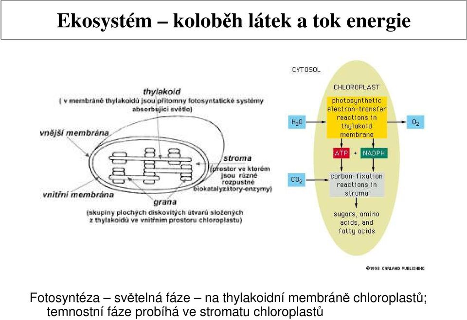 thylakoidní membráně chloroplastů;