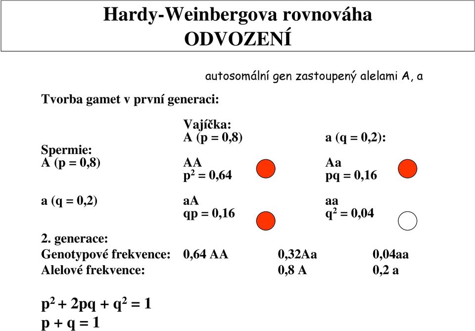 generace: Genotypové frekvence: 0,64 AA 0,32Aa 0,04aa Alelové frekvence: 0,8 A 0,2 a p