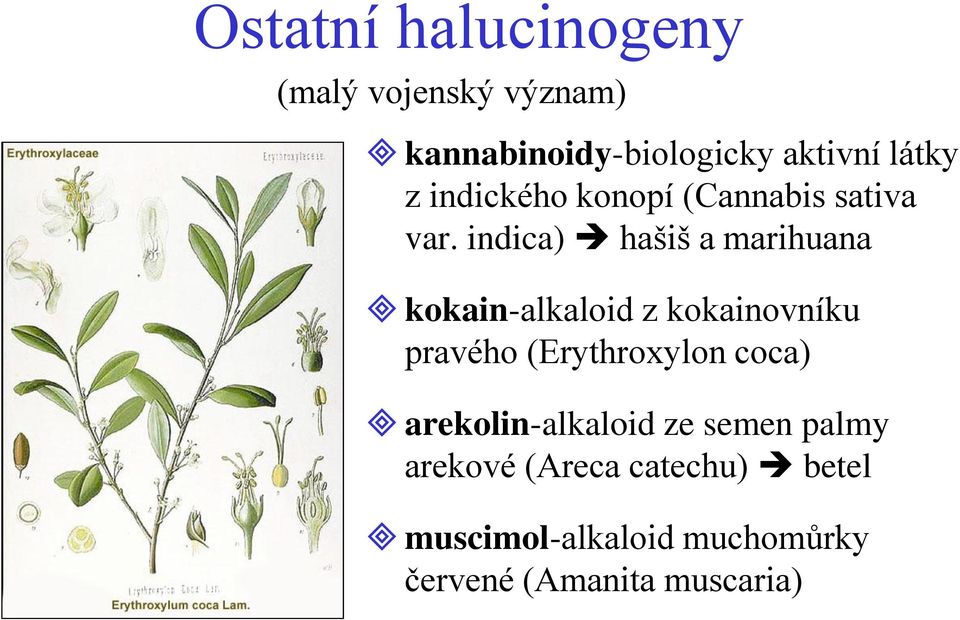 indica) hašiš a marihuana kokain-alkaloid z kokainovníku pravého (Erythroxylon