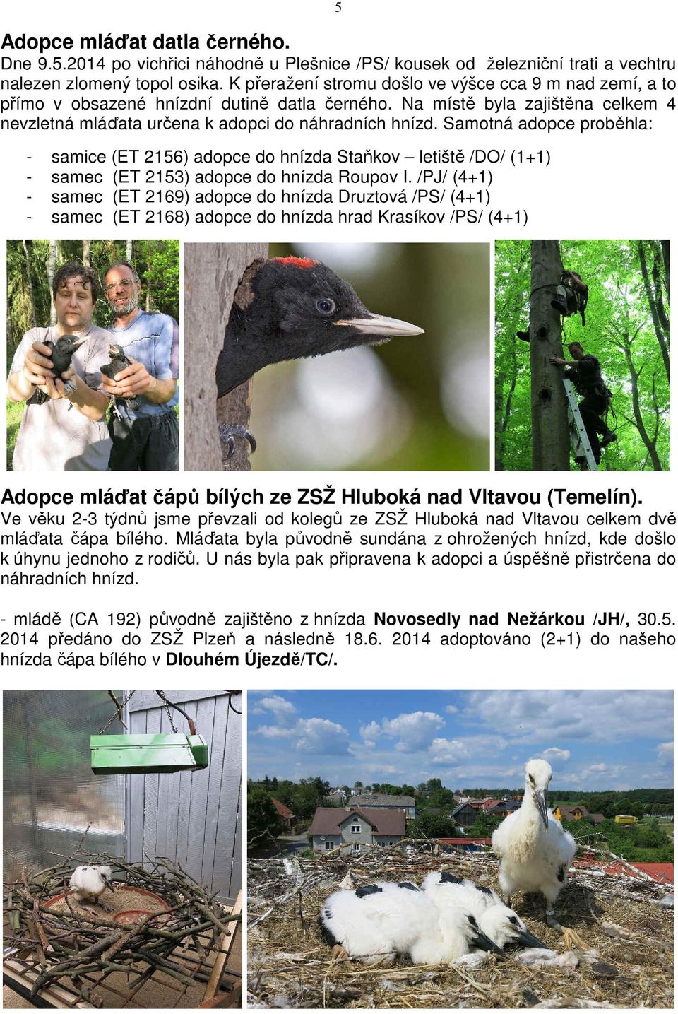 Samotná adopce proběhla: - samice (ET 2156) adopce do hnízda Staňkov letiště /DO/ (1+1) - samec (ET 2153) adopce do hnízda Roupov I.