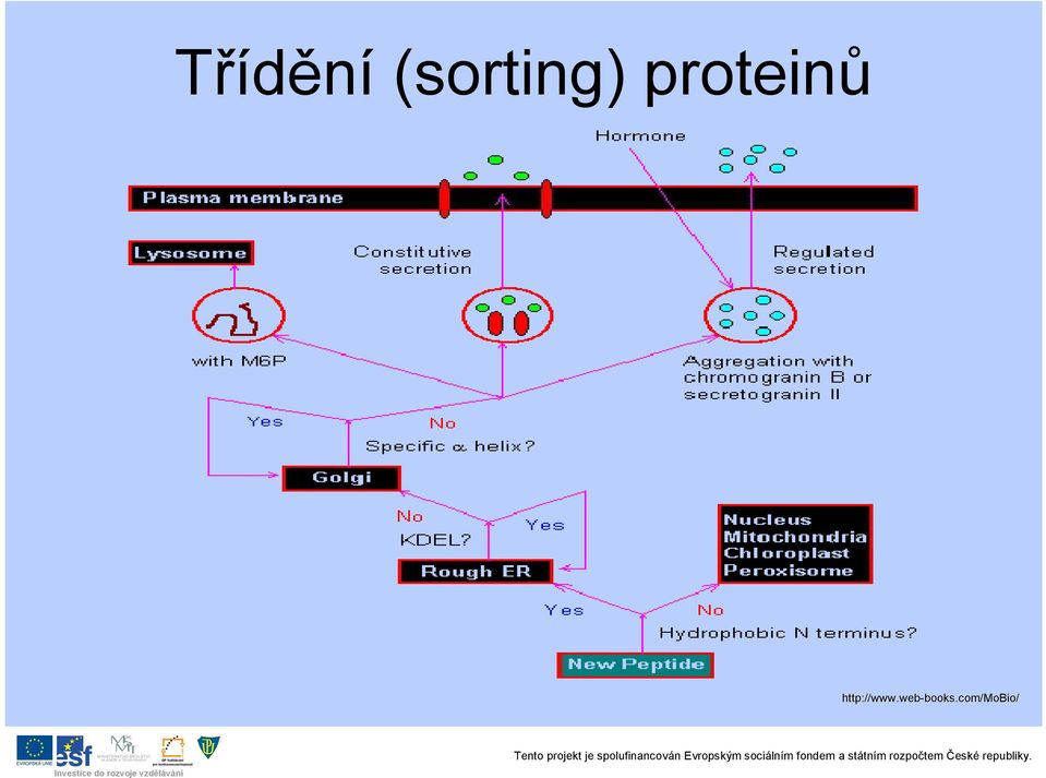 proteinů