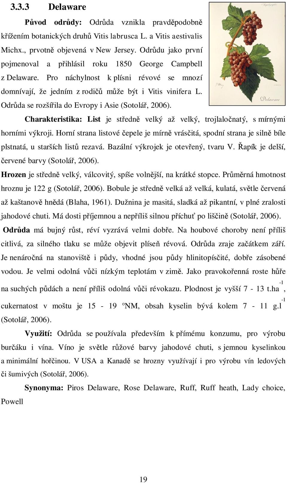 Odr da se rozší ila do Evropy i Asie (Sotolá, 2006). Charakteristika: List je st edn velký až velký, trojlalo natý, s mírnými horními výkroji.