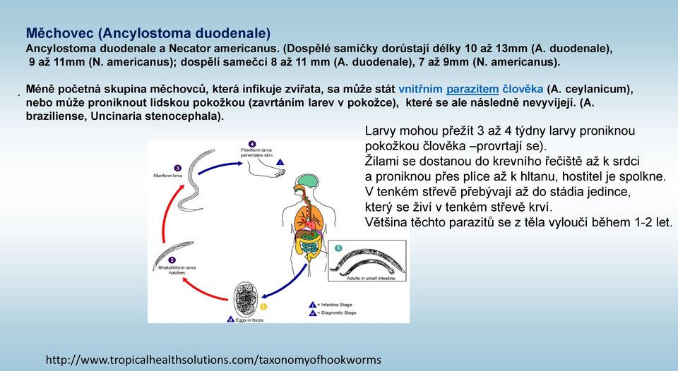 ceylanicum), nebo může proniknout lidskou pokožkou (zavrtáním larev v pokožce), které se ale následně nevyvíjejí. (A. braziliense, Uncinaria stenocephala).