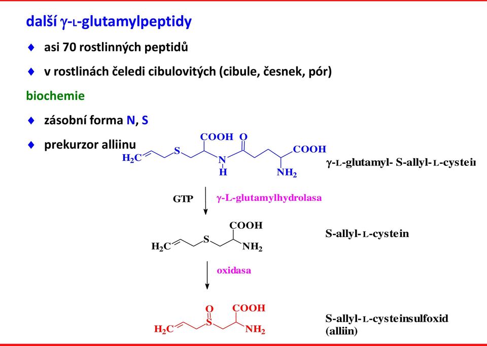 H O NH 2 COOH -L-glutamyl- S-allyl- L-cystein GTP -L-glutamylhydrolasa H 2 C S COOH