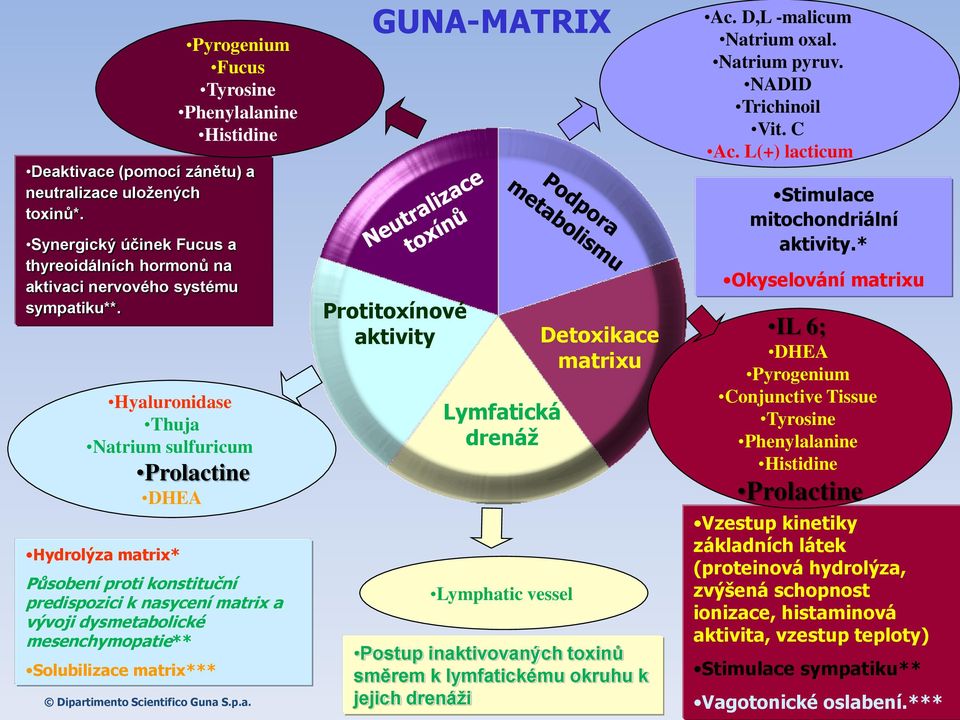 Hyaluronidase Thuja Natrium sulfuricum Prolactine DHEA Hydrolýza matrix* Působení proti konstituční predispozici k nasycení matrix a vývoji dysmetabolické mesenchymopatie** Solubilizace matrix***