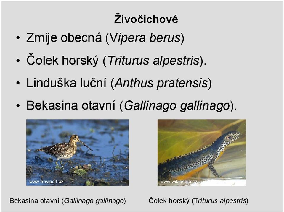 Linduška luční (Anthus pratensis) Bekasina otavní (Gallinago