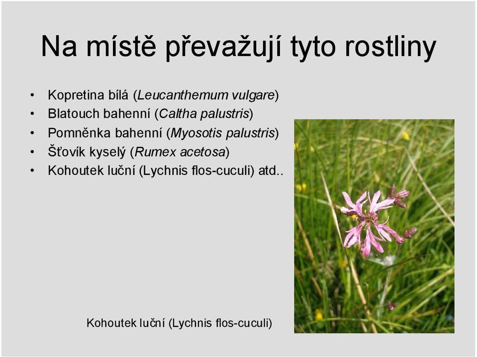 (Myosotis palustris) Šťovík kyselý (Rumex acetosa) Kohoutek