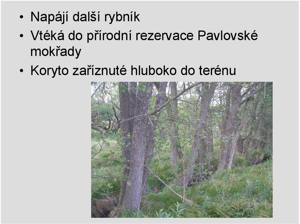 rezervace Pavlovské