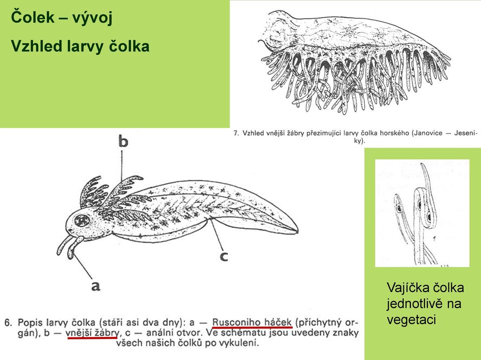 čolka Vajíčka