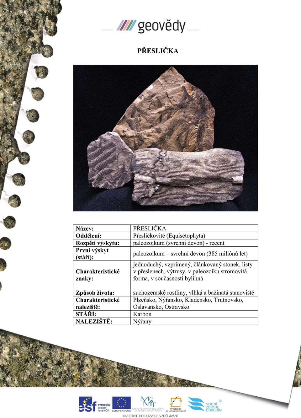 listy v přeslenech, výtrusy, v paleozoiku stromovitá forma, v současnosti bylinná suchozemské rostliny,