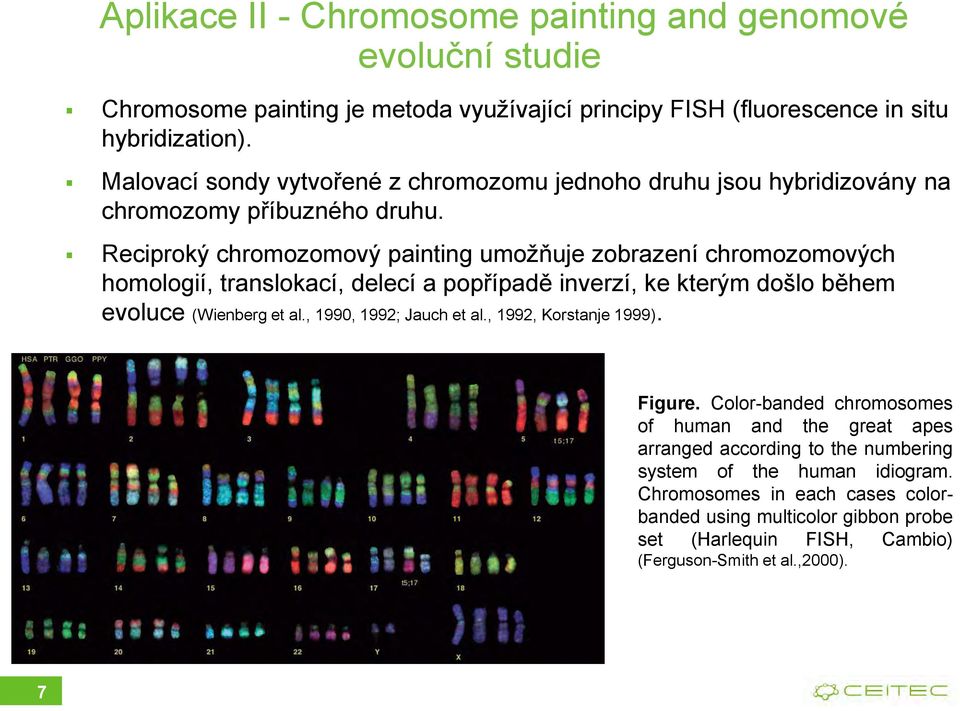 Reciproký chromozomový painting umožňuje zobrazení chromozomových homologií, translokací, delecí a popřípadě inverzí, ke kterým došlo během evoluce (Wienberg et al.