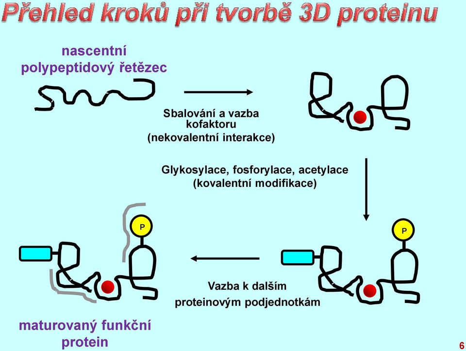 fosforylace, acetylace (kovalentní modifikace) P P