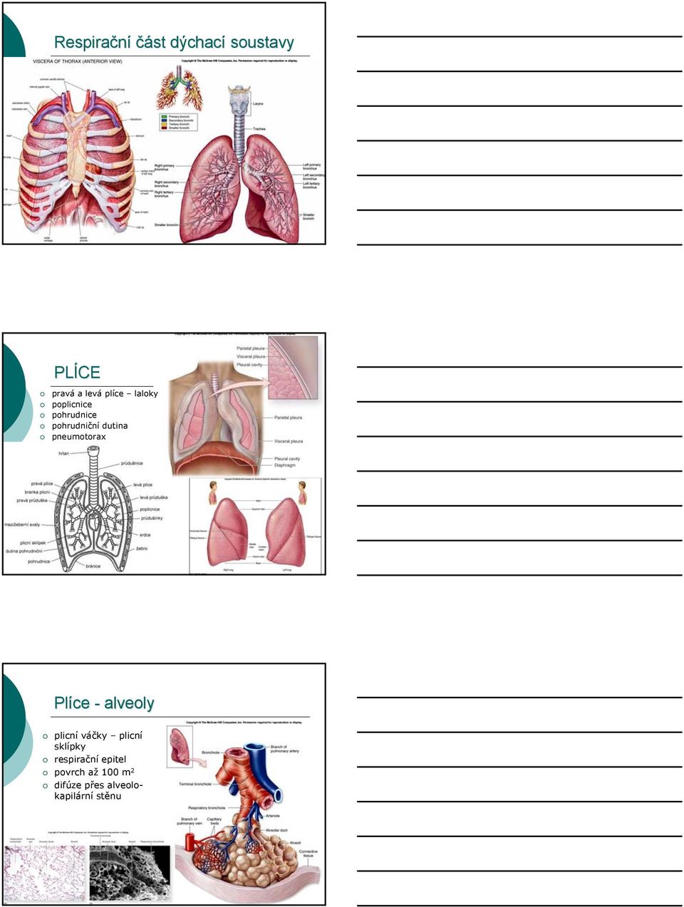 pneumotorax Plíce - alveoly plicní váčky plicní sklípky