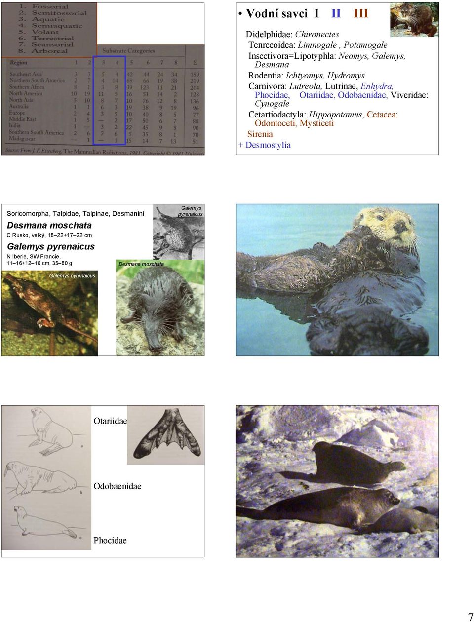 Cetacea: Odontoceti, Mysticeti Sirenia + Desmostylia Soricomorpha, Talpidae, Talpinae, Desmanini Desmana moschata C Rusko, velký, 18 22+17 22 cm