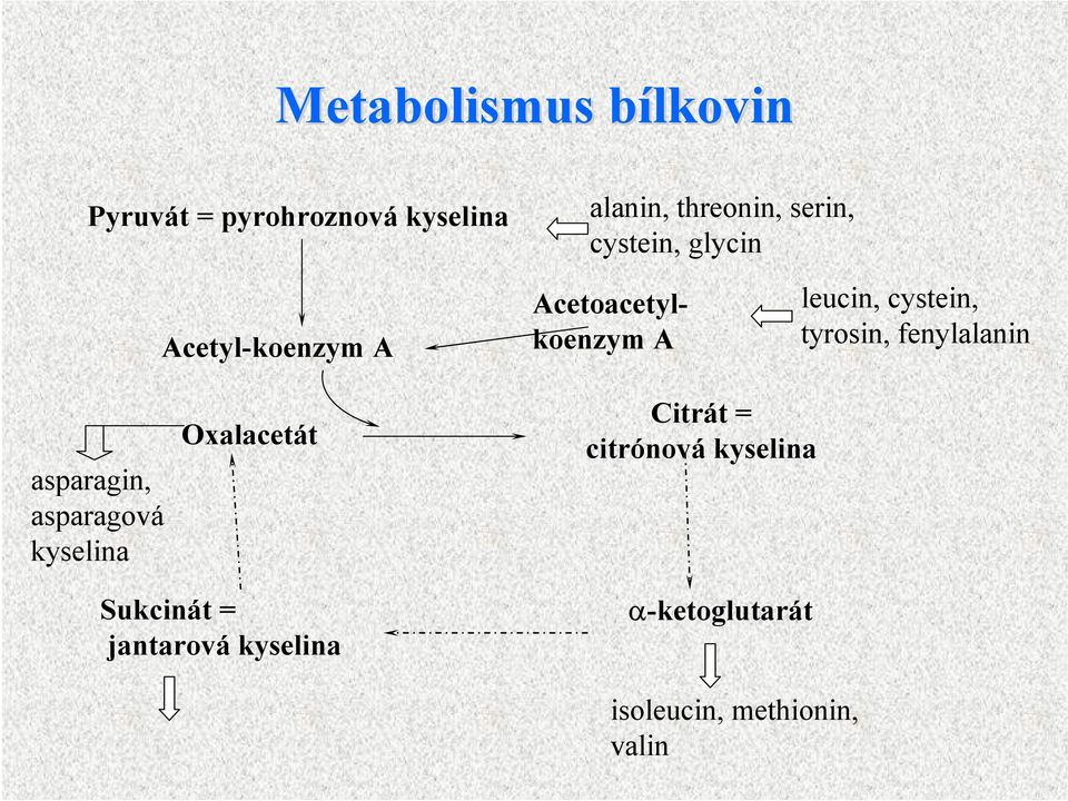 cystein, tyrosin, fenylalanin asparagin, asparagová Oxalacetát Citrát