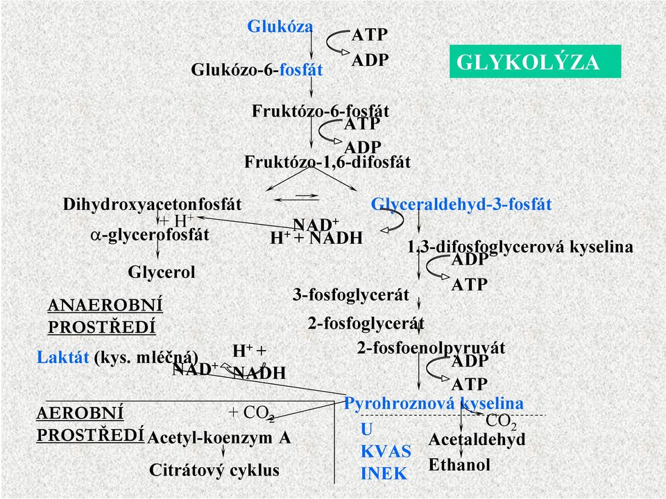 Glycerol ATP 3-fosfoglycerát ANAEROBNÍ PROSTŘEDÍ 2-fosfoglycerát 2-fosfoenolpyruvát Laktát (kys.