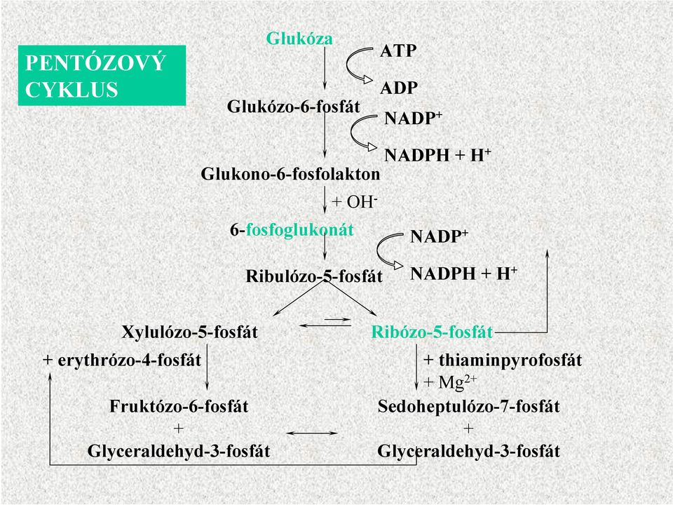 + Xylulózo-5-fosfát + erythrózo-4-fosfát Fruktózo-6-fosfát +