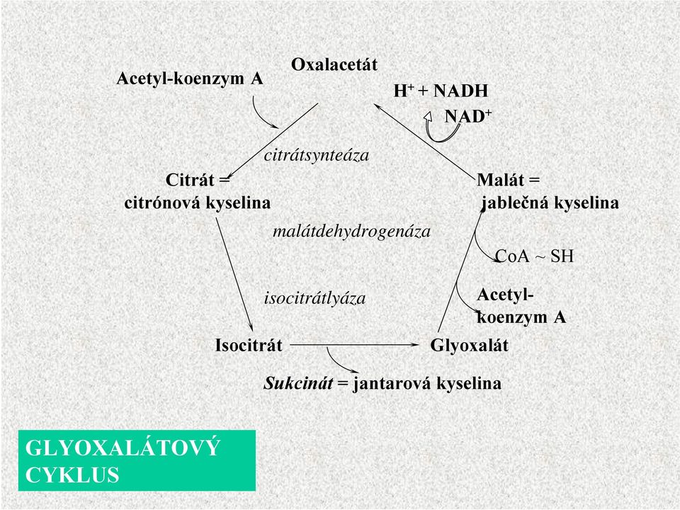 Malát = jablečná CoA ~ SH Isocitrát isocitrátlyáza