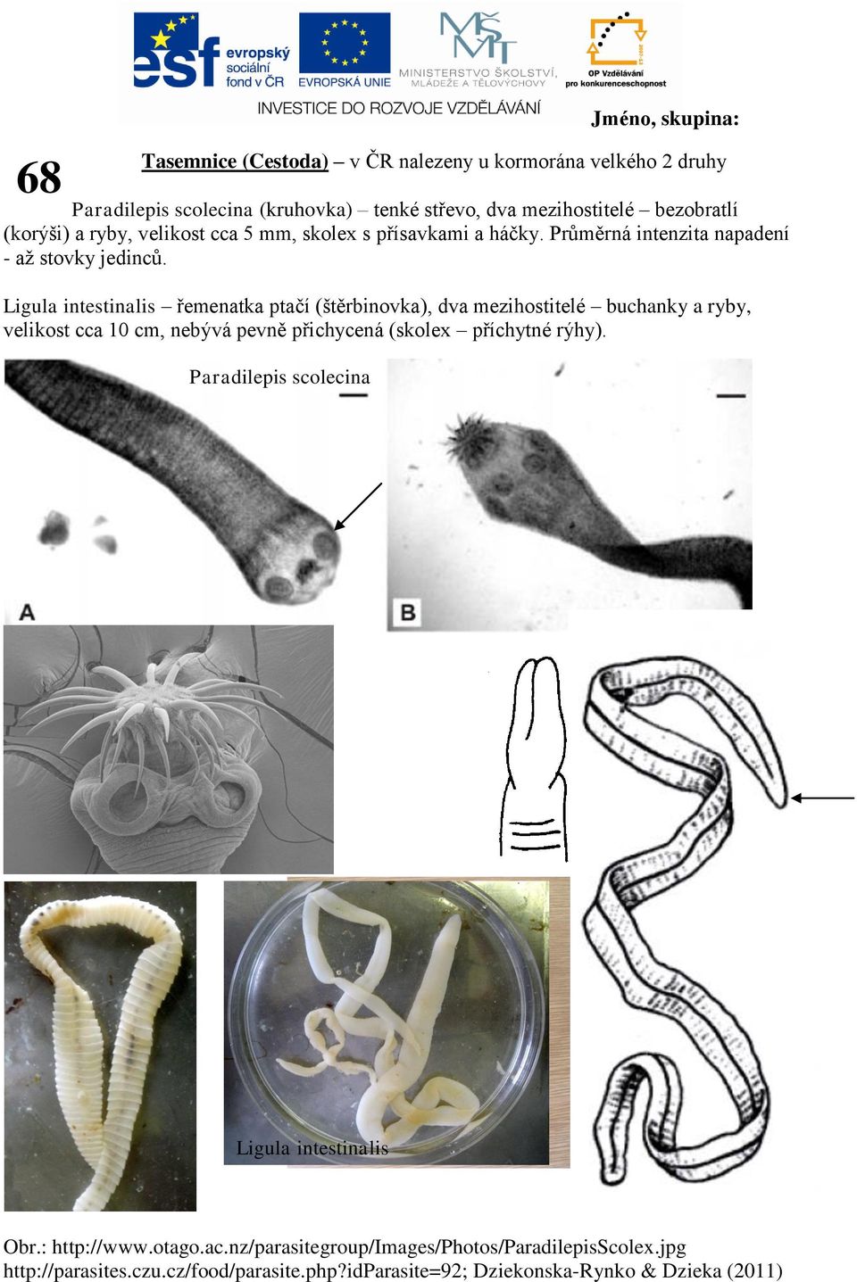 Ligula intestinalis řemenatka ptačí (štěrbinovka), dva mezihostitelé buchanky a ryby, velikost cca 10 cm, nebývá pevně přichycená (skolex příchytné rýhy).