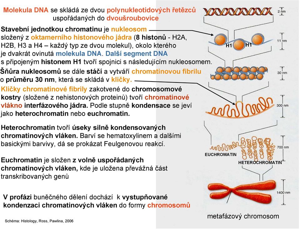 Šňůra nukleosomů se dále stáčí a vytváří chromatinovou fibrilu o průměru 30 nm, která se skládá v kličky.