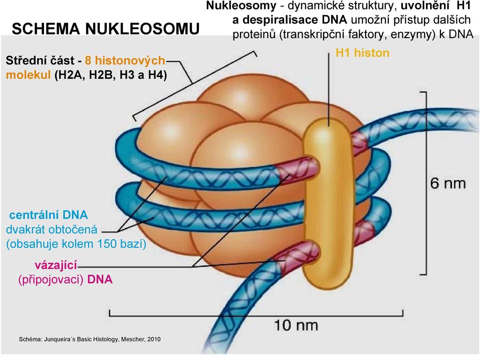 (transkripční faktory, enzymy) k DNA H1 histon centrální DNA dvakrát obtočená (obsahuje