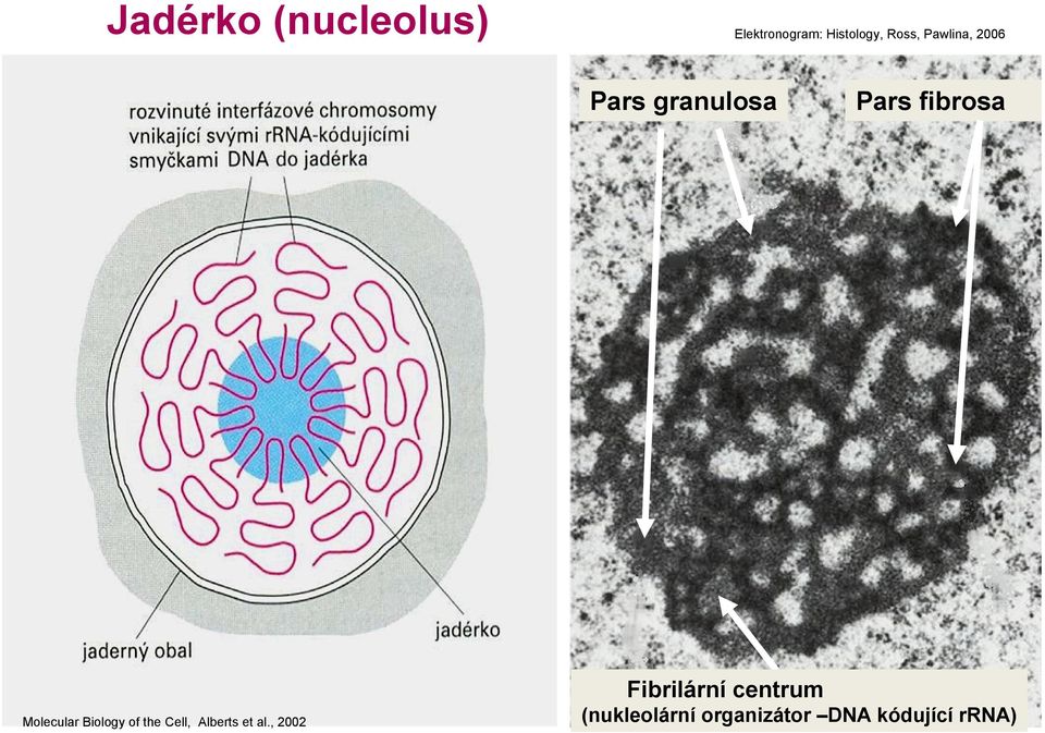 Biology of the Cell, Alberts et al.