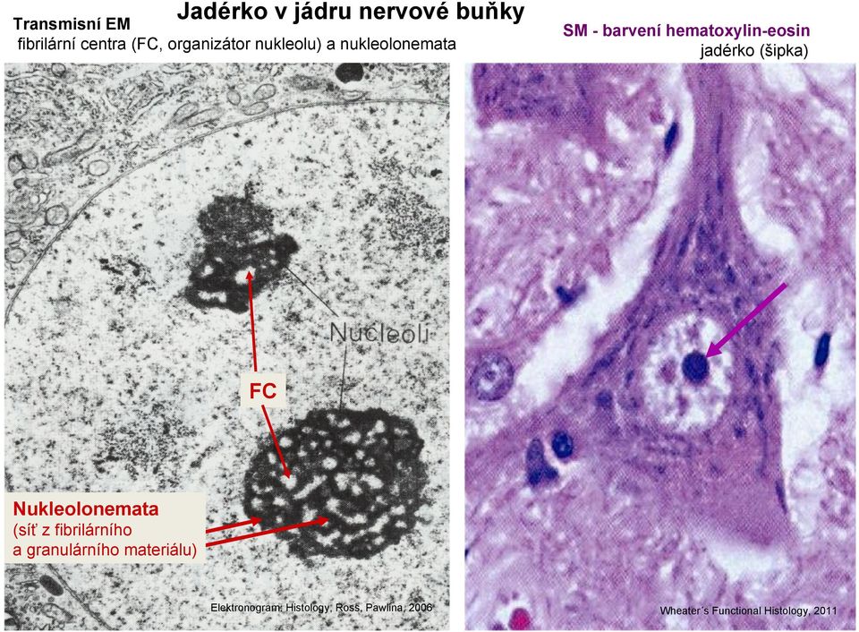 jadérko (šipka) FC Nukleolonemata (síť z fibrilárního a granulárního