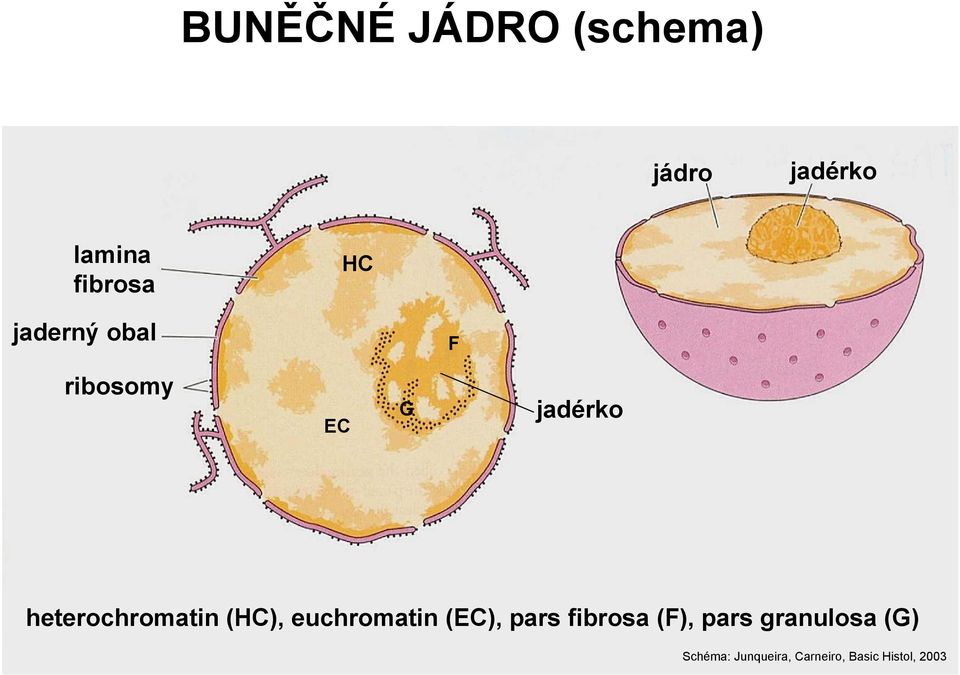 heterochromatin (HC), euchromatin (EC), pars fibrosa