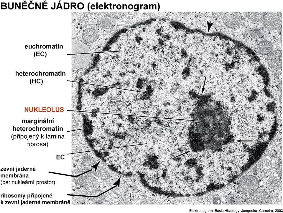 jaderná membrána (perinukleární prostor) EC ribosomy připojené k zevní