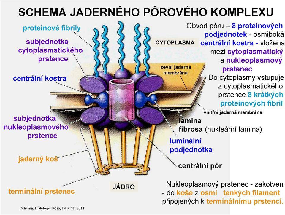 cytoplasmy vstupuje z cytoplasmatického prstence 8 krátkých proteinových fibril lamina fibrosa (nukleární lamina) luminální podjednotka centrální pór vnitřní jaderná