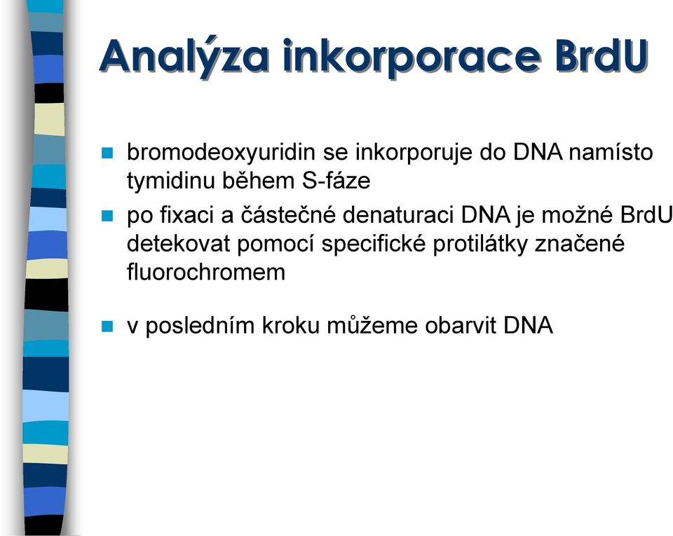 denaturaci DNA je možné BrdU detekovat pomocí specifické