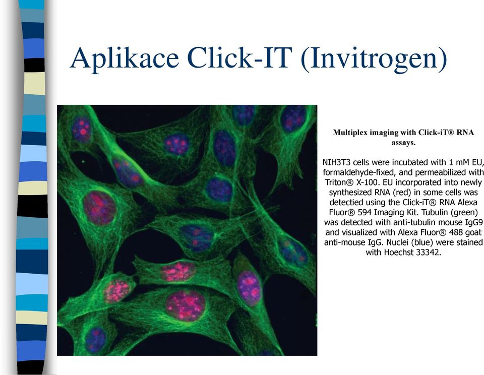 EU incorporated into newly synthesized RNA (red) in some cells was detectied using the Click-iT RNA Alexa Fluor 594