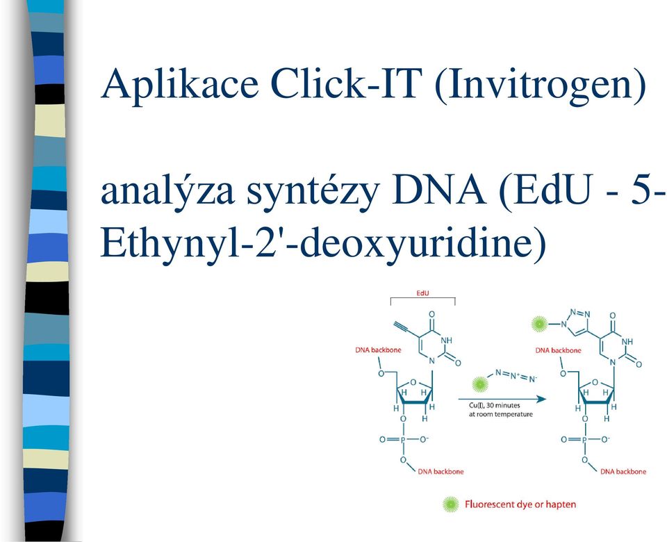 syntézy DNA (EdU - 5-