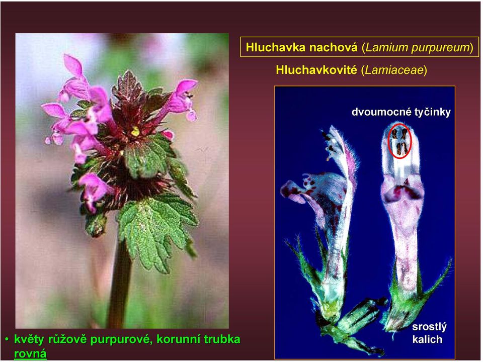 (Lamiaceae) dvoumocné tyčinky