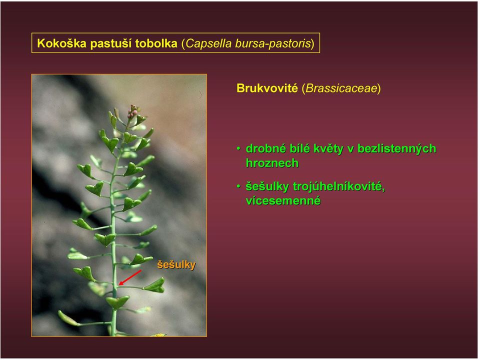 (Brassicaceae) drobné bílé květy v