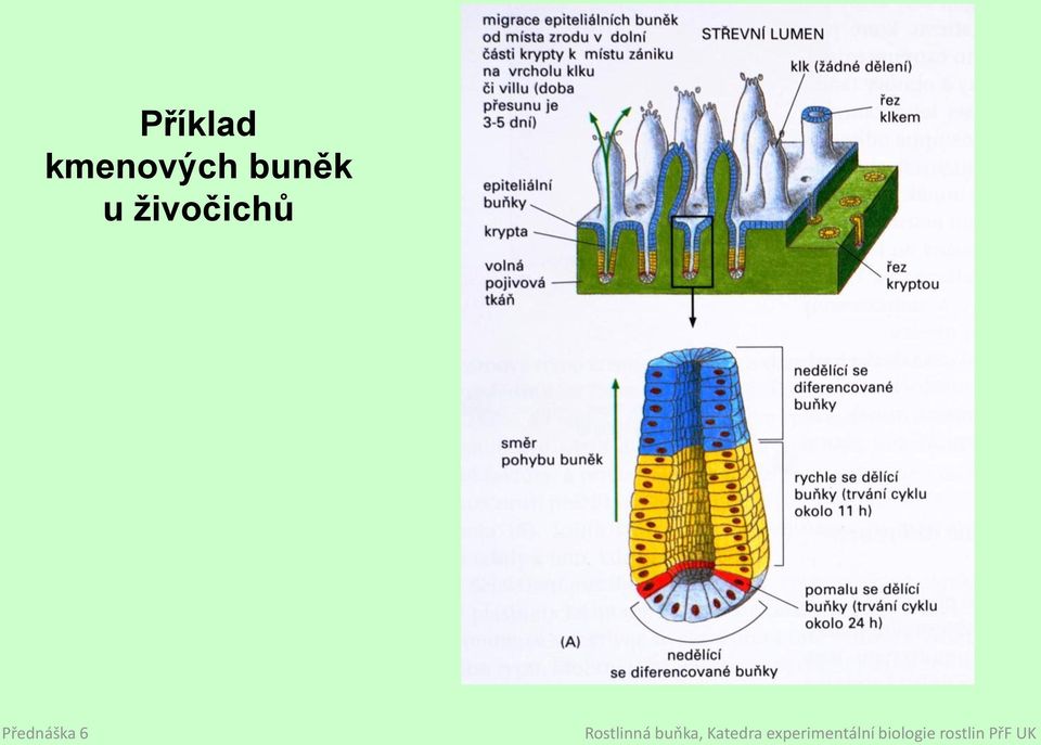 buněk u