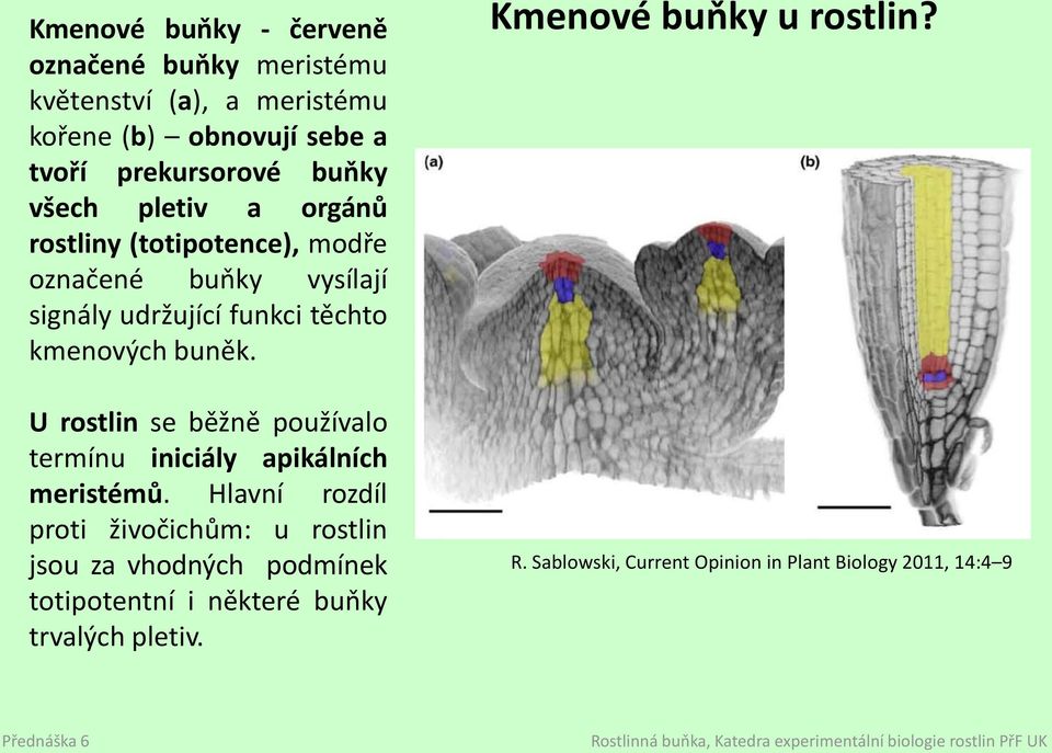 U rostlin se běžně používalo termínu iniciály apikálních meristémů.