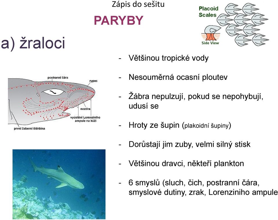 (plakoidní šupiny) - Dorůstají jim zuby, velmi silný stisk - Většinou dravci,