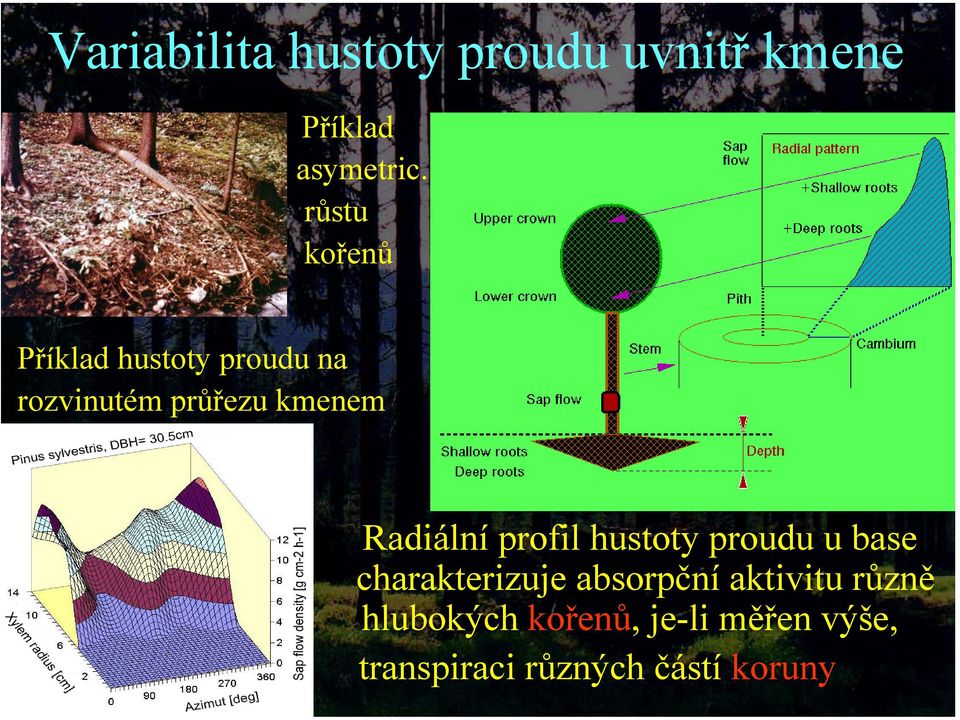 Radiální profil hustoty proudu u base charakterizuje absorpční