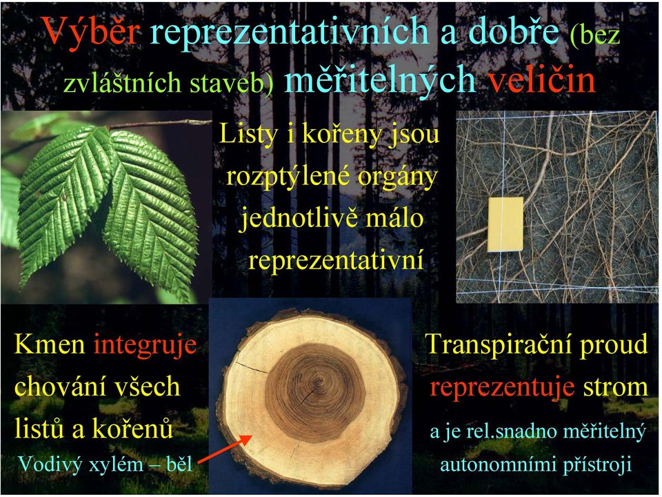 reprezentativní Kmen integruje Transpirační proud chování všech