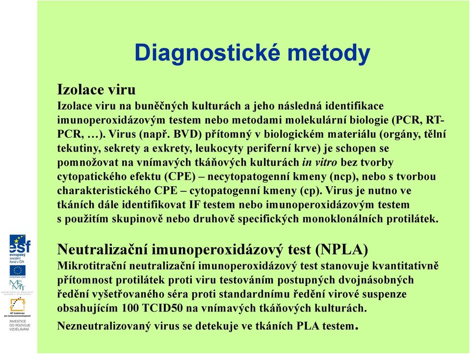 efektu (CPE) necytopatogenní kmeny (ncp), nebo s tvorbou charakteristického CPE cytopatogenní kmeny (cp).