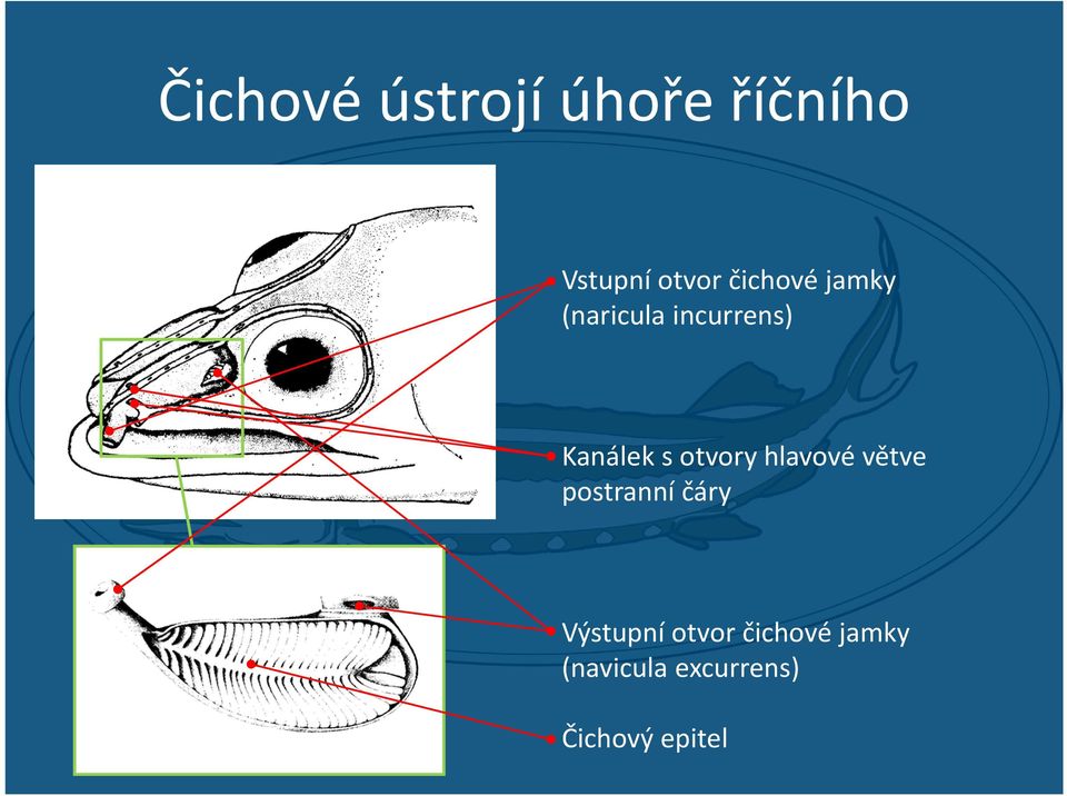 otvory hlavové větve postranní čáry Výstupní