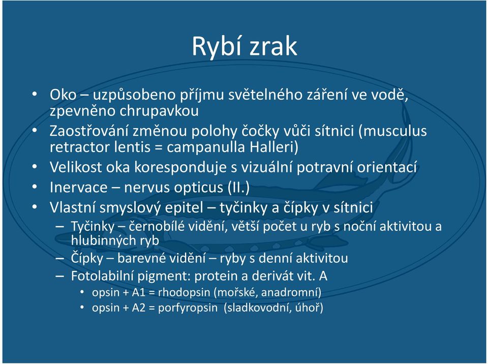 ) Vlastní smyslový epitel tyčinky a čípky v sítnici Tyčinky černobílé vidění, větší počet u ryb s noční aktivitou a hlubinných ryb Čípky