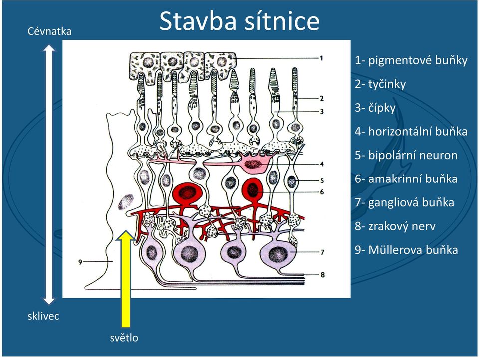 bipolární neuron 6 amakrinní buňka 7