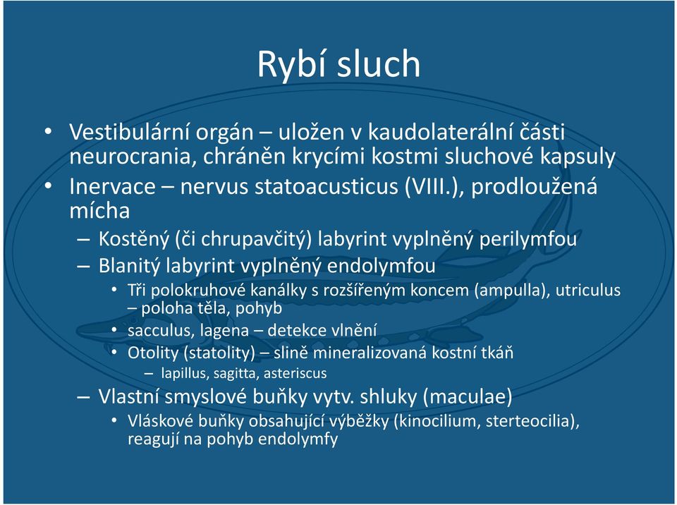 ), prodloužená mícha Kostěný (či chrupavčitý) labyrint vyplněný perilymfou Blanitý labyrint vyplněný endolymfou Tři polokruhové kanálky s rozšířeným