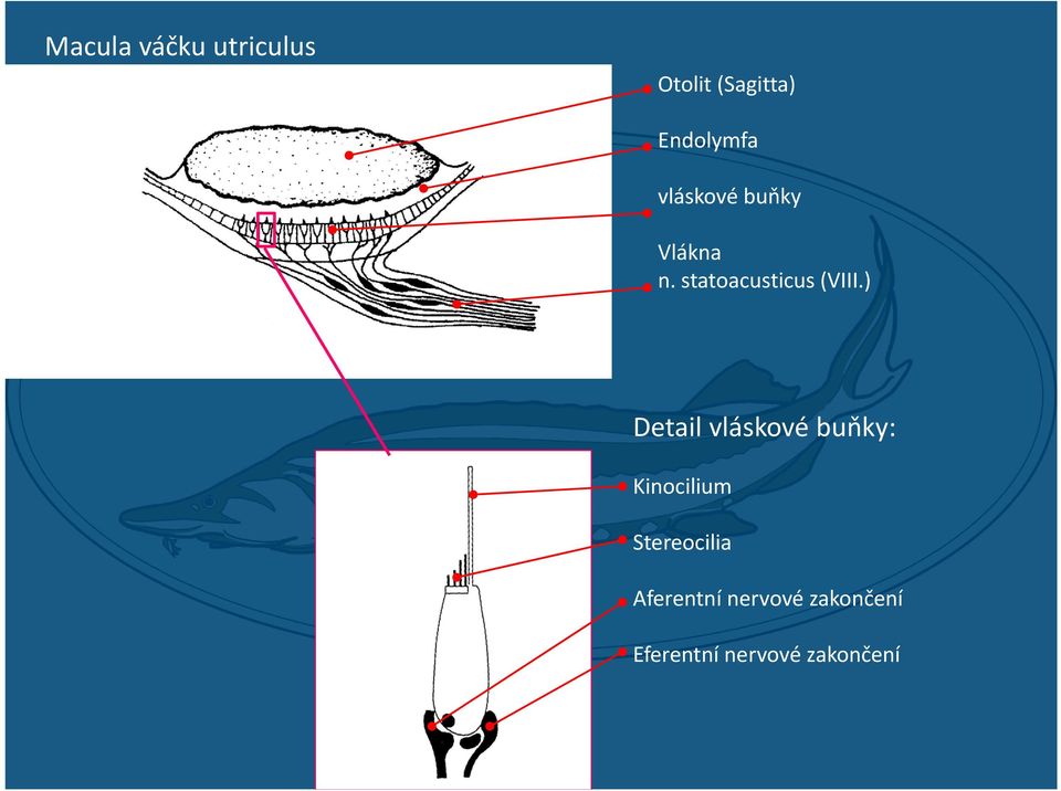 ) Detail vláskové buňky: Kinocilium Stereocilia