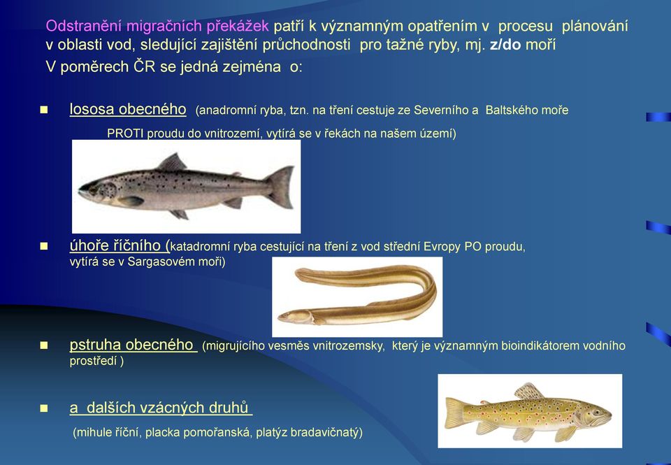 na tření cestuje ze Severního a Baltského moře PROTI proudu do vnitrozemí, vytírá se v řekách na našem území) úhoře říčního (katadromní ryba cestující na